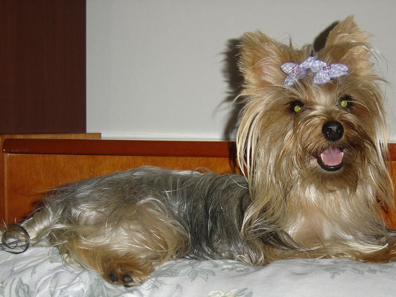 Cachorro 25.jpg